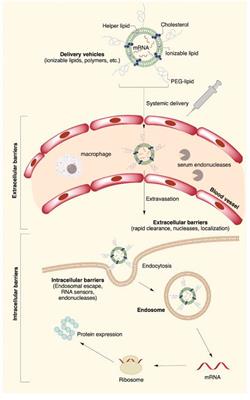 Application of Nanomedicine in Inner Ear Diseases